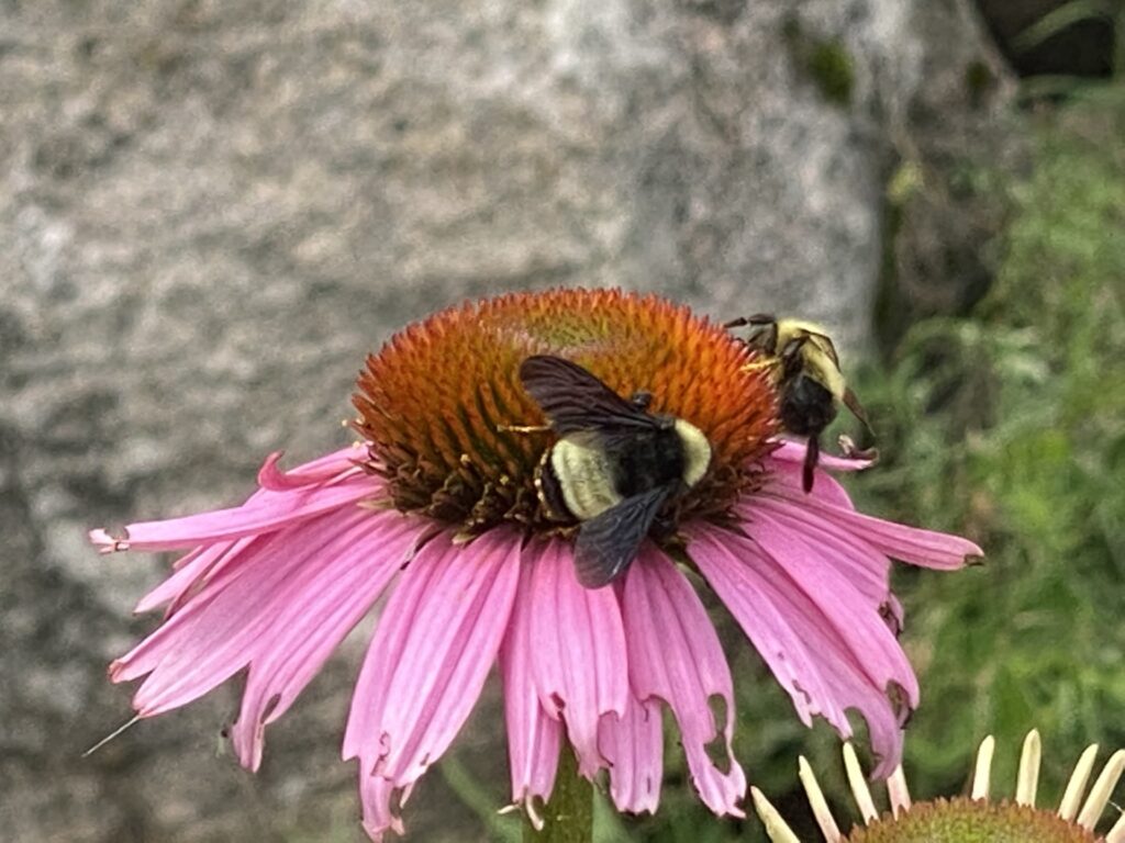 Bees